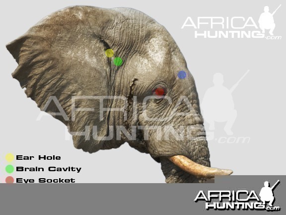 Hunting Elephant Head Shot Placement