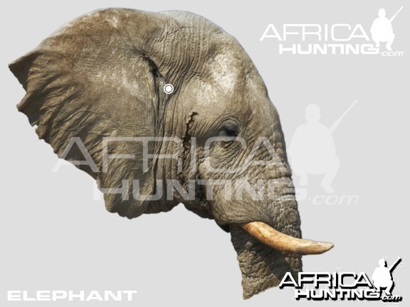 Hunting Elephant Head Shot Placement