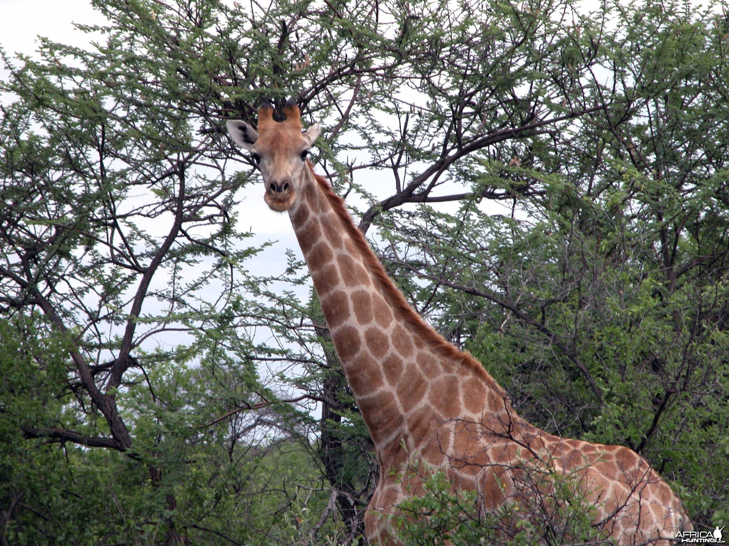 Namibia Giraffe