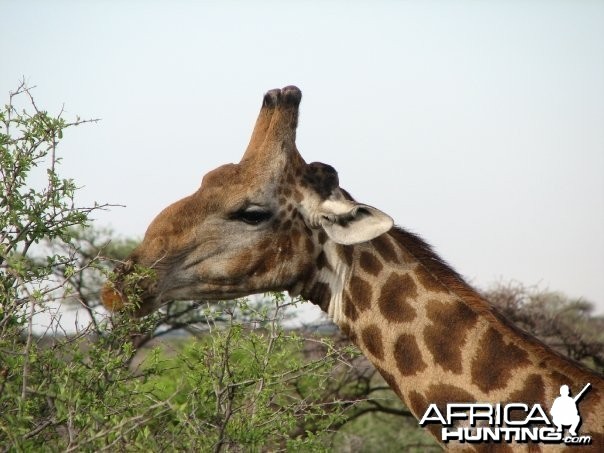 Namibia Giraffe