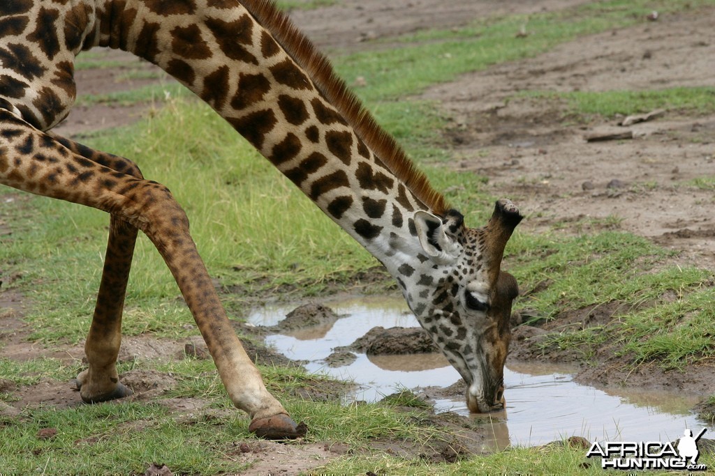 Africa Namibia Giraffe Drinking