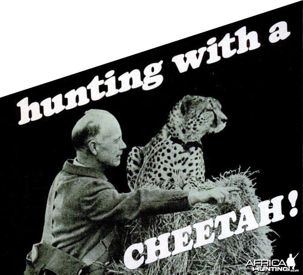 hunting with a CHEETAH!