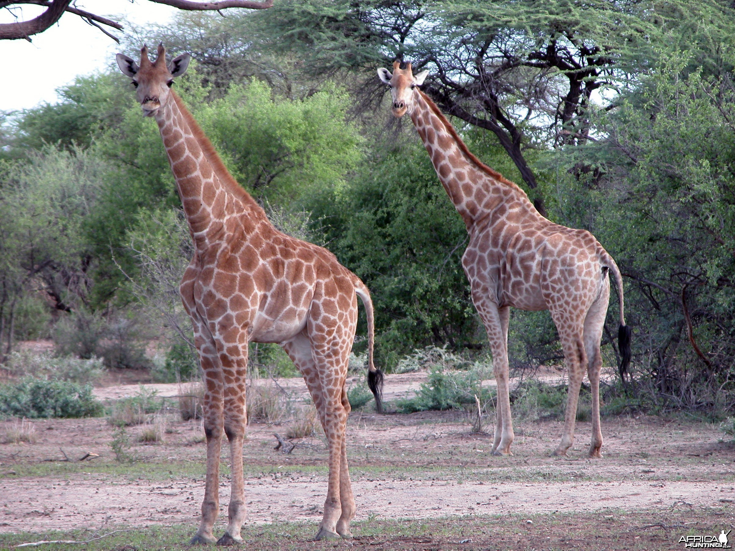 Africa Namibia couple of Giraffes