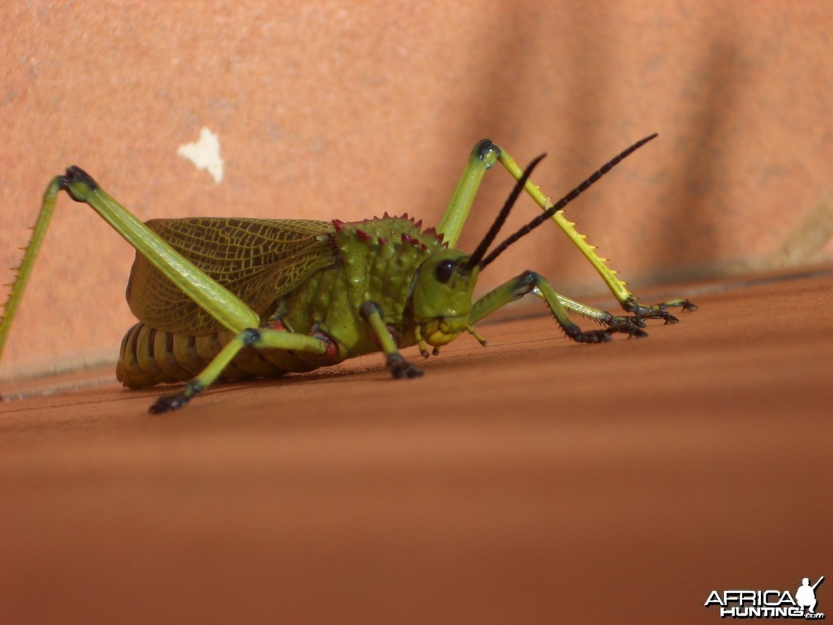 Nmaibia Grasshopper