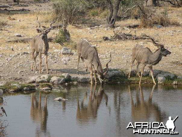 Kudu Drinking