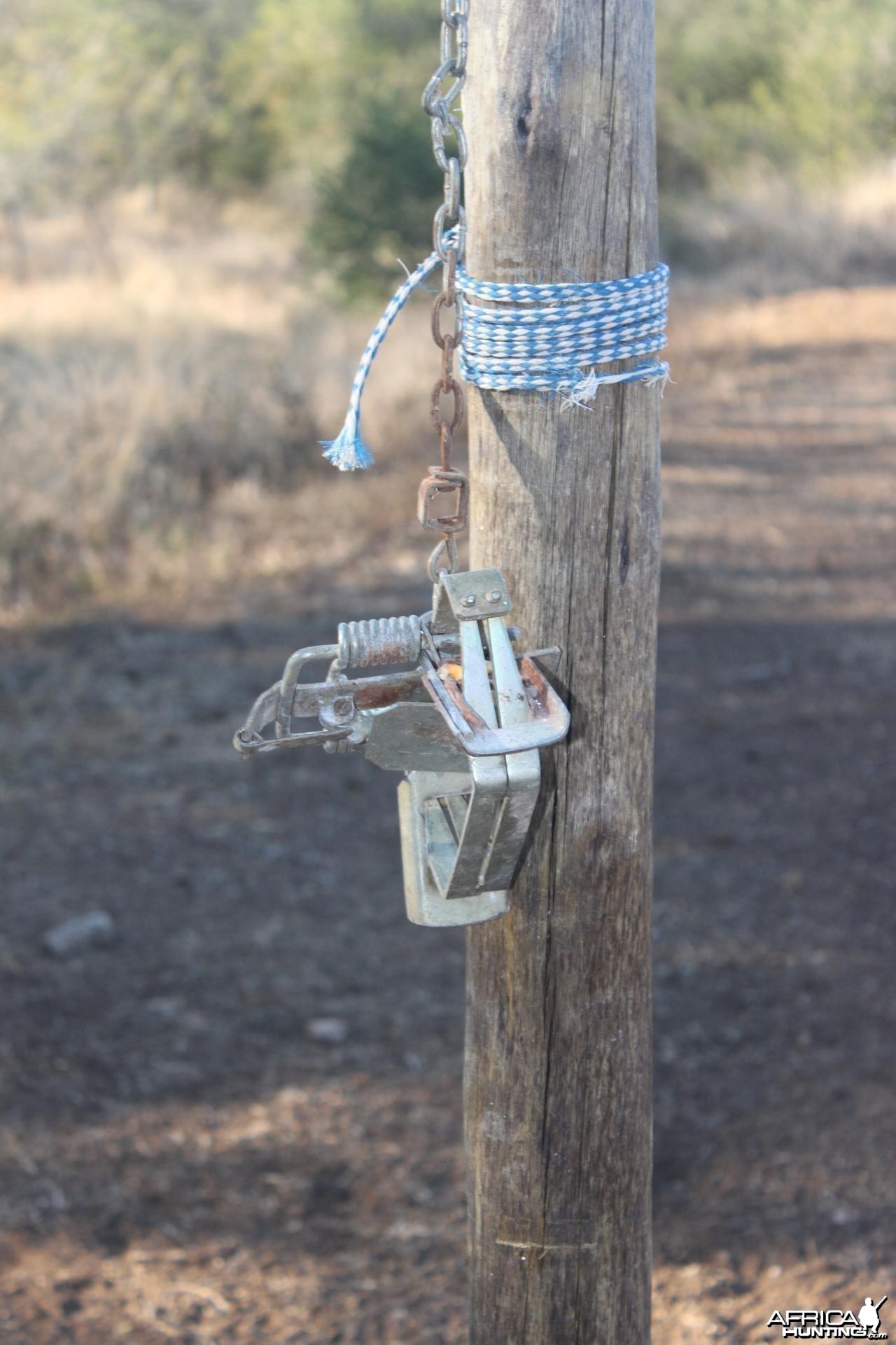 Corn feeder with little trap