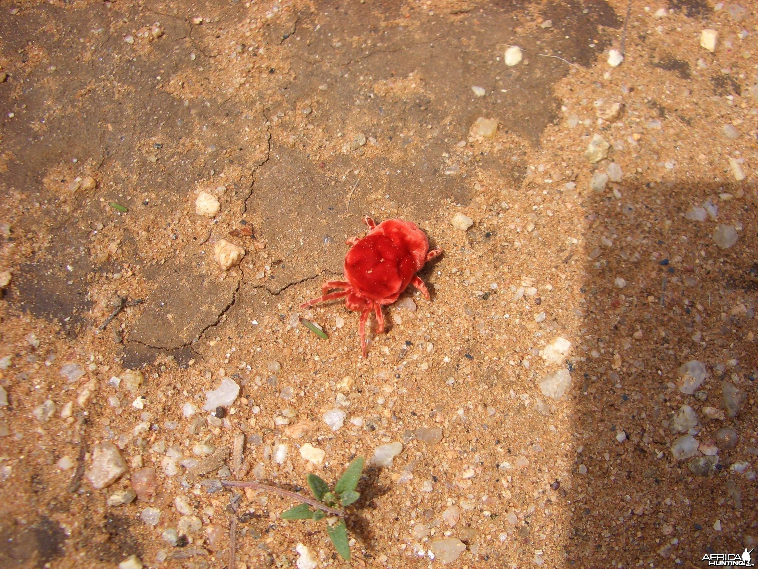 Africa Namibia Red Tiny Spider