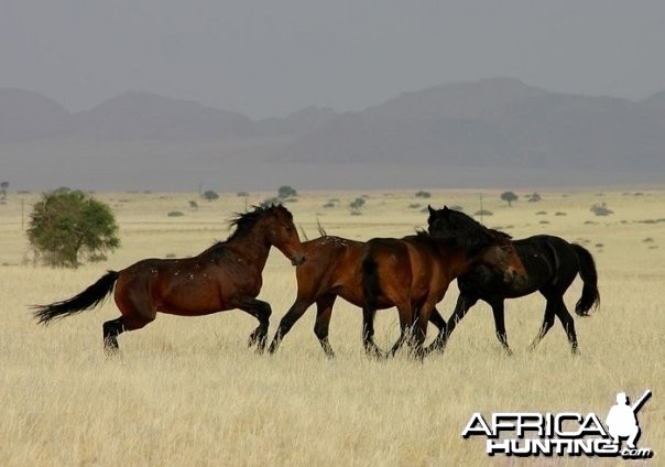 Wild Horses Namibia