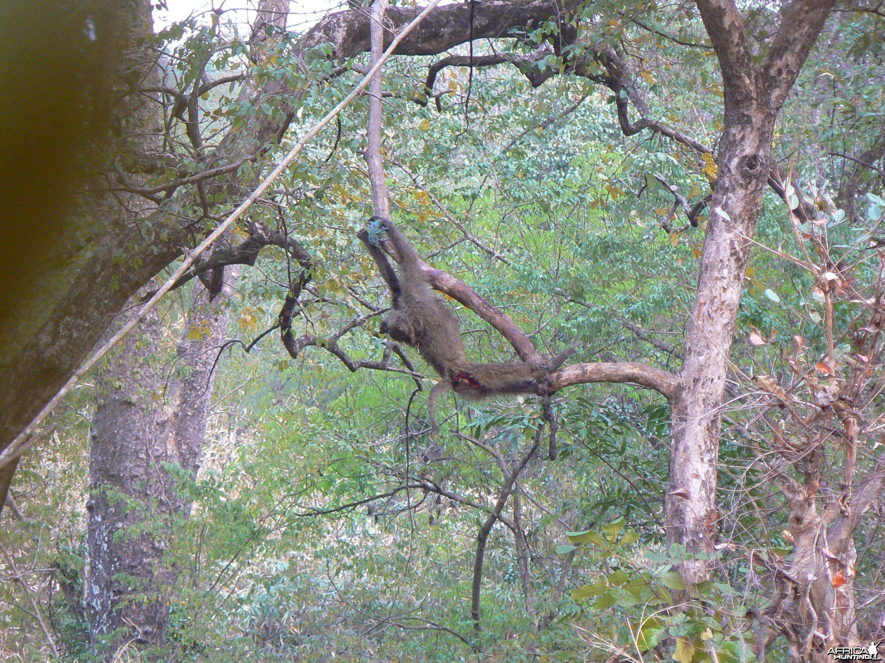 Hanging Leopard bait, a Baboon