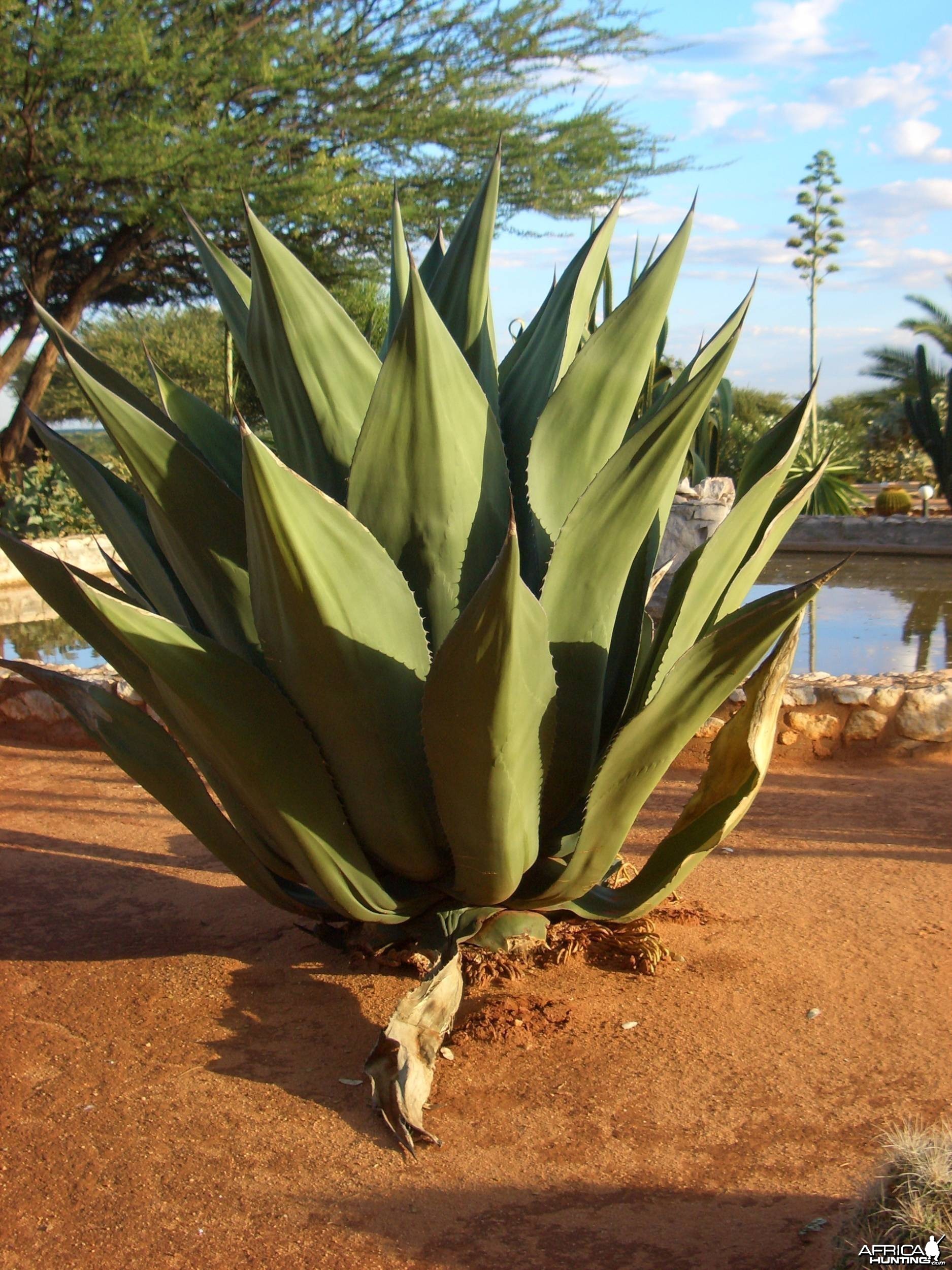 Africa Namibia Cactus