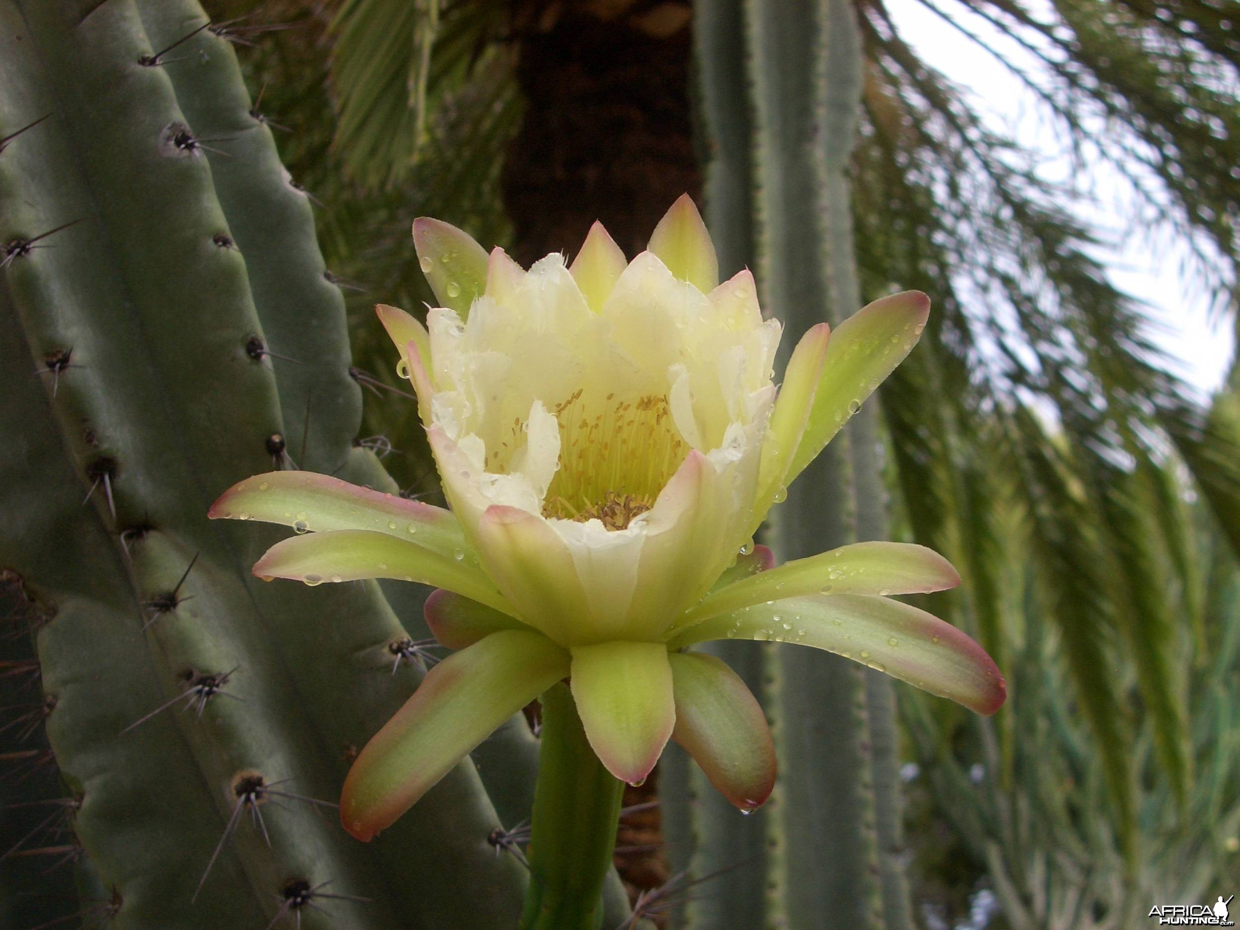 Africa Namibia Cactus Flower