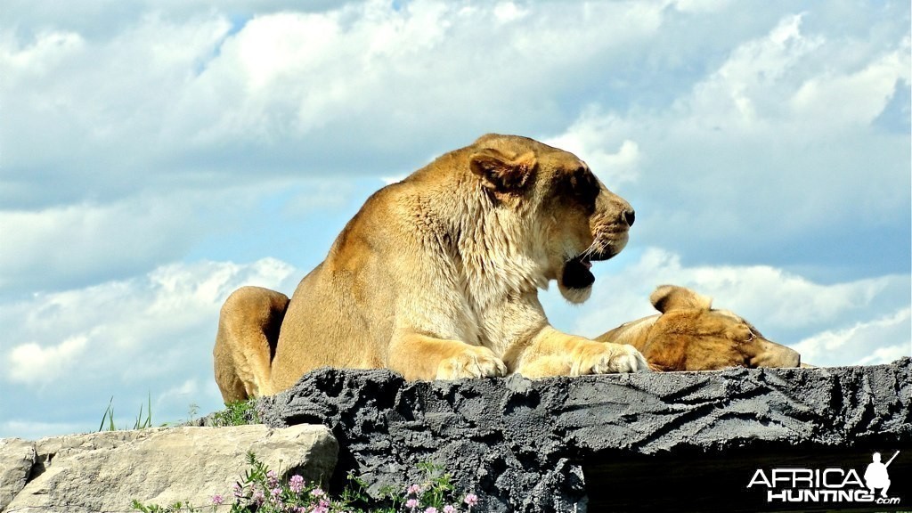 Mauritius - Lions standing very high on a rock!