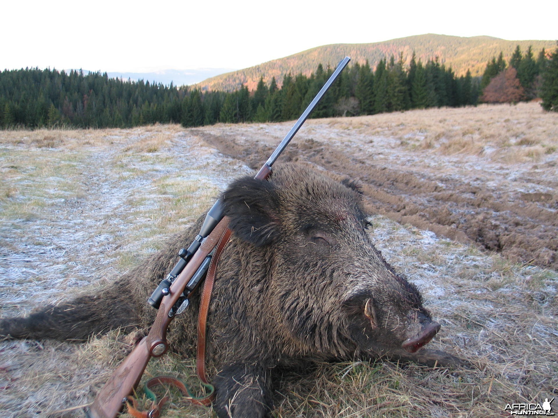 Boar from Slovakia