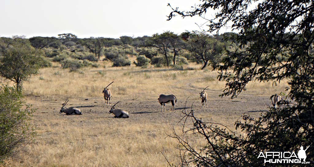Oryx at Kataneno