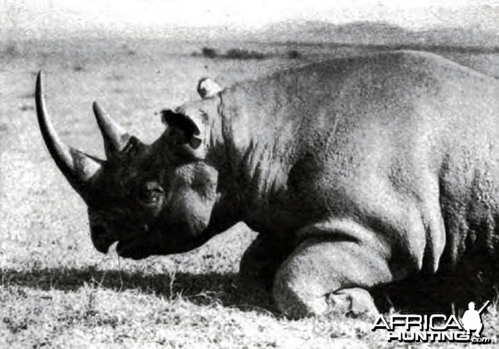 Rhino of the usual type with prehensile lip, shot in the Sotik by Theodore 