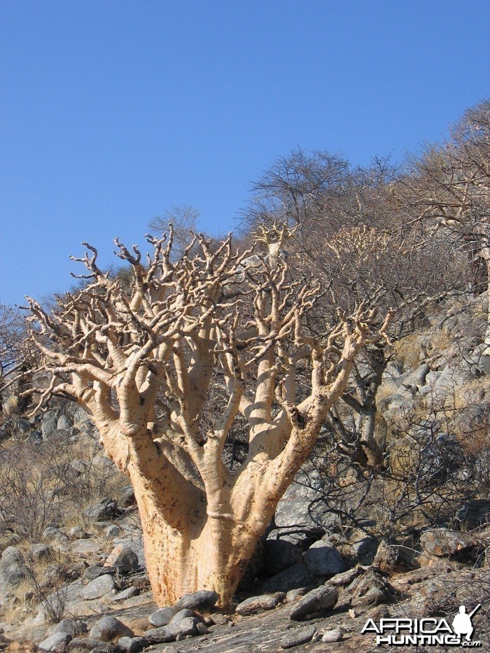 Beauty at Namibian desert