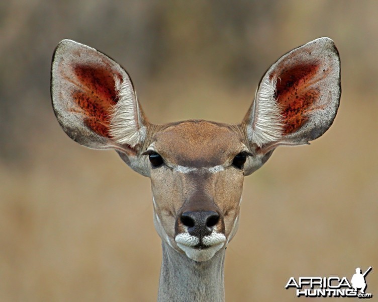 Kudu Female South Africa