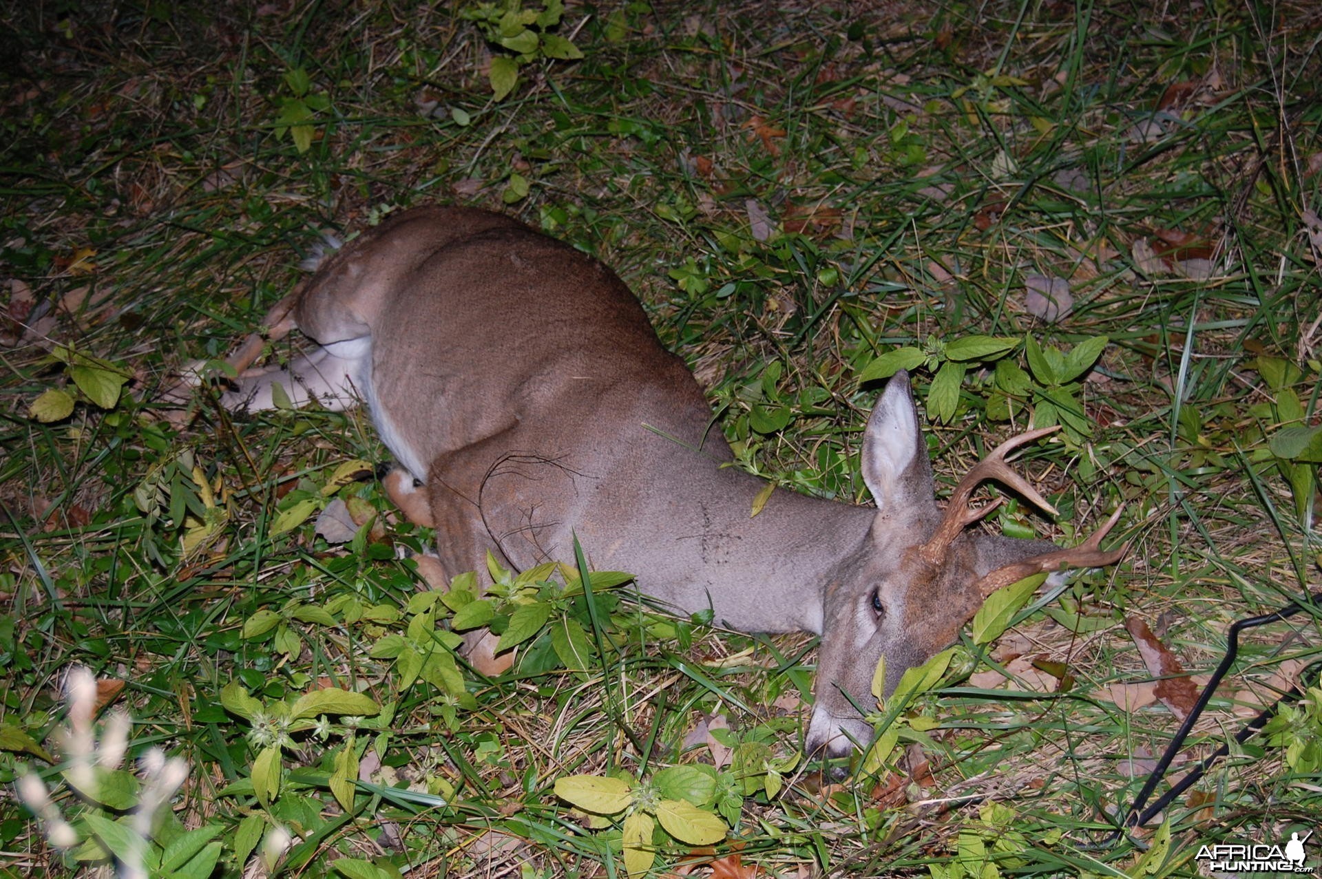 My first buck with a bow was a 42 yard quartering away heart shot