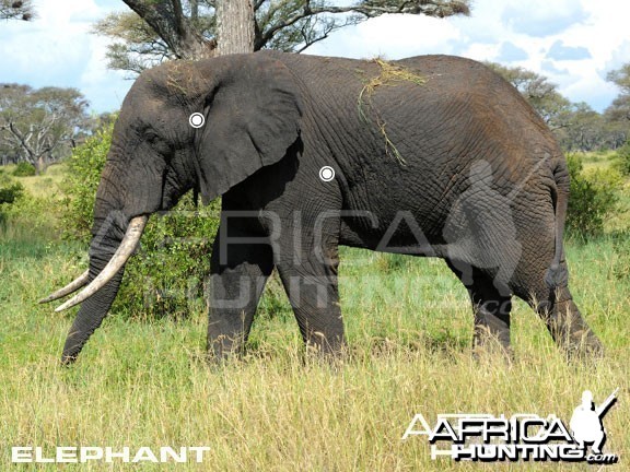 Hunting Elephant Shot Placement