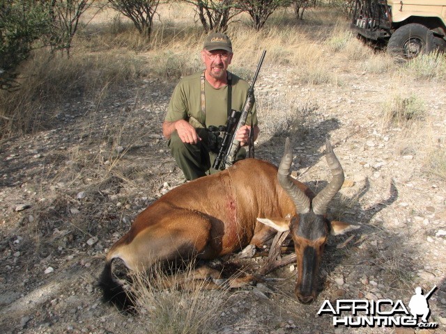 Red Hartebeest Bull Namibia