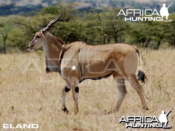 Hunting Eland Shot Placement