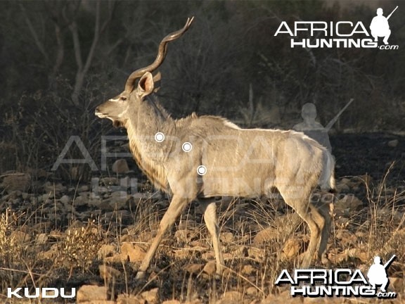 Hunting Kudu Shot Placement