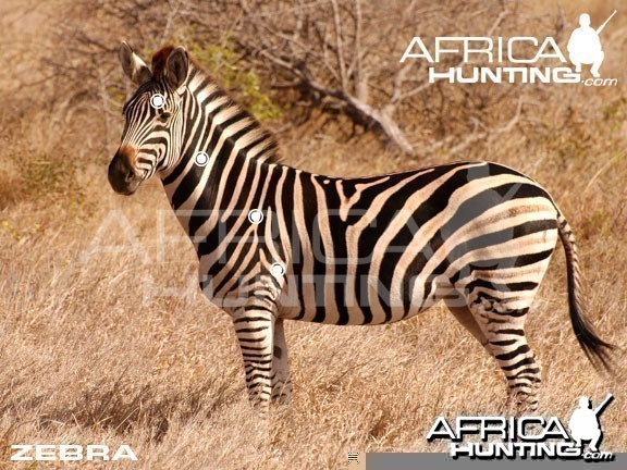 Hunting Zebra Shot Placement