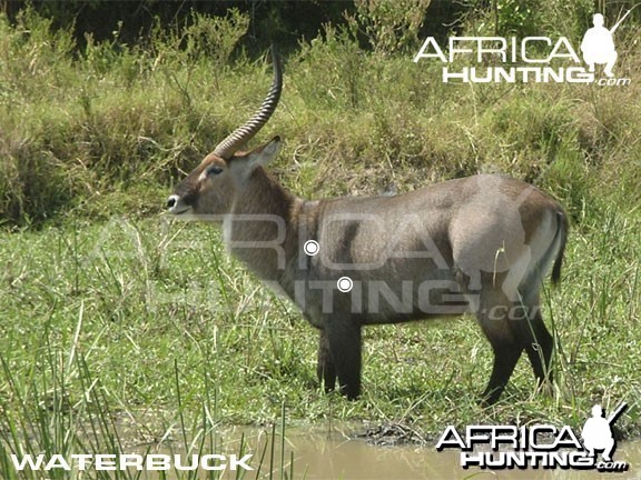 Hunting Waterbuck Shot Placement