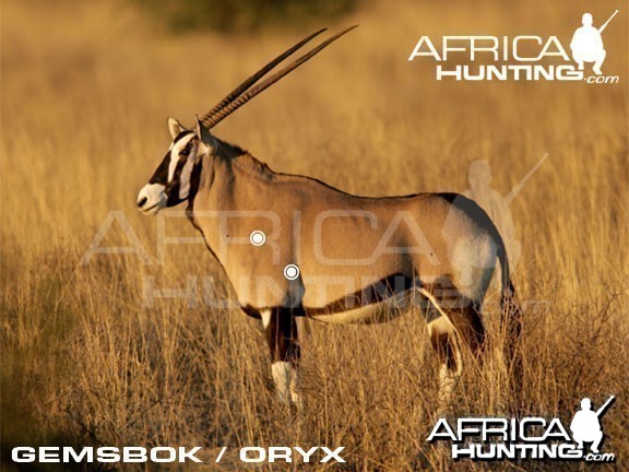 Hunting Gemsbok Shot Placement