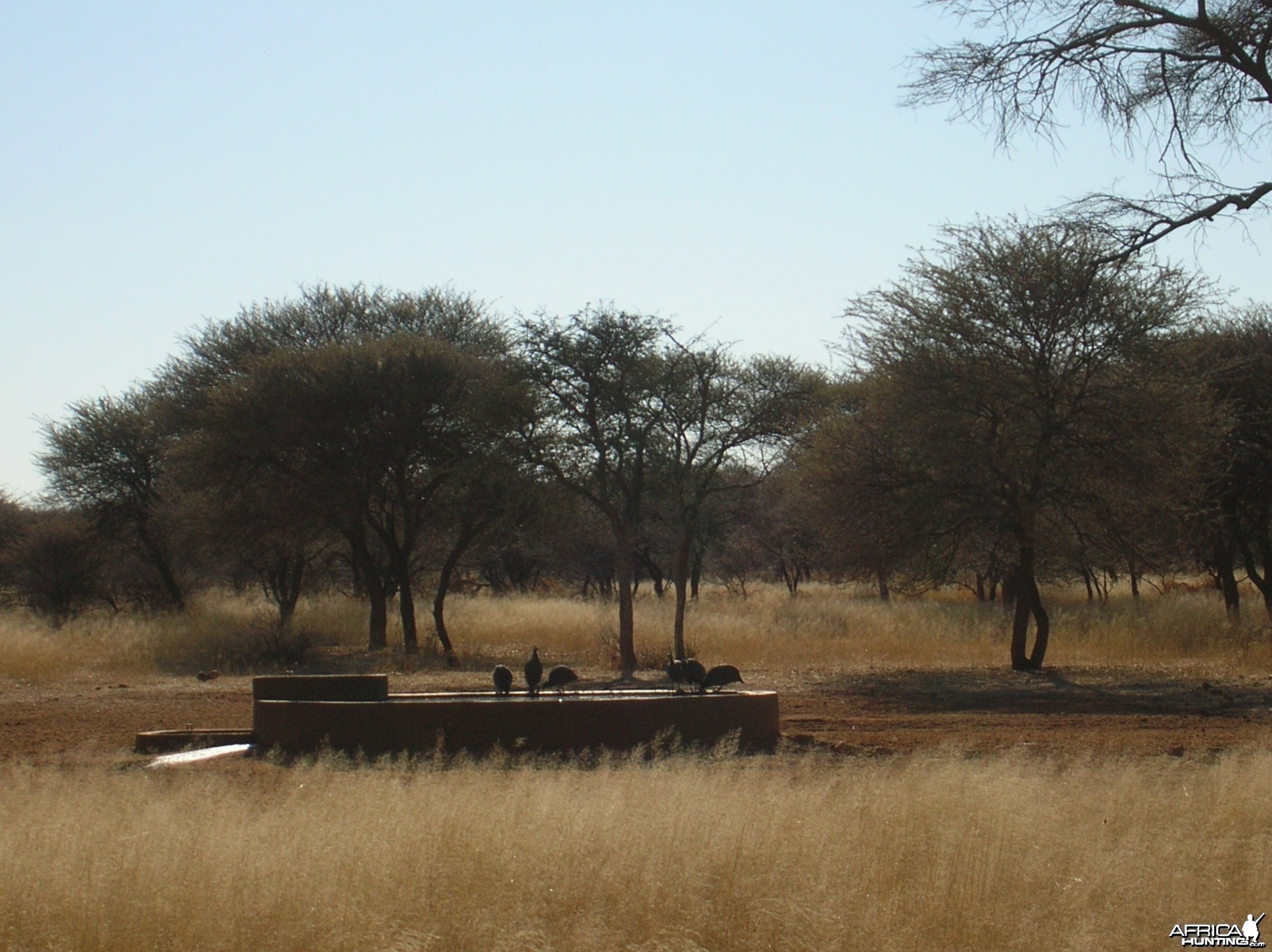 Gineafowls in Namibia