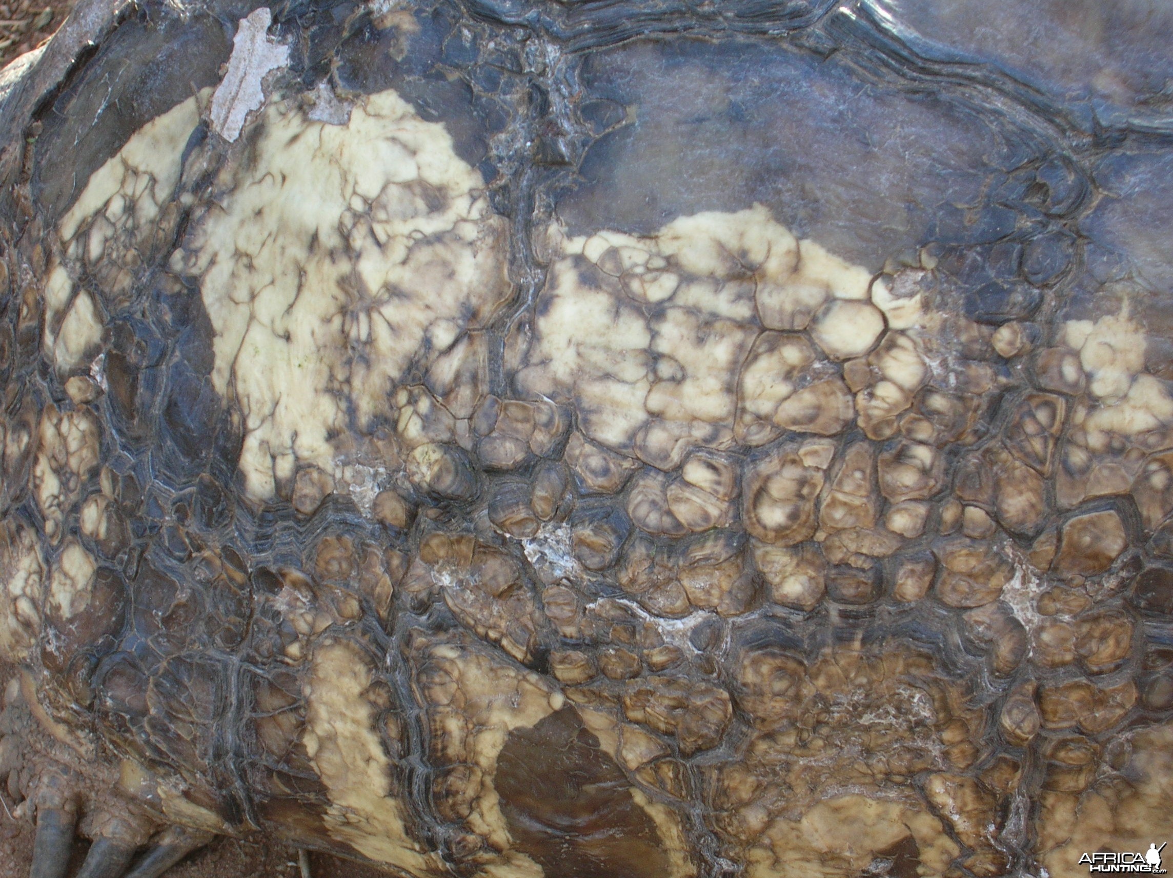 Leopard Tortoise in Namibia