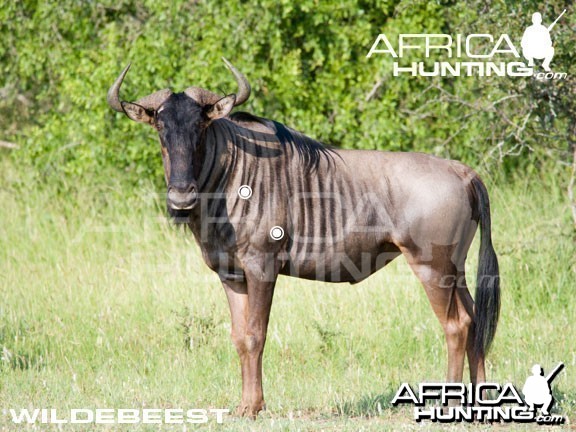 Hunting Wildebeest Shot Placement