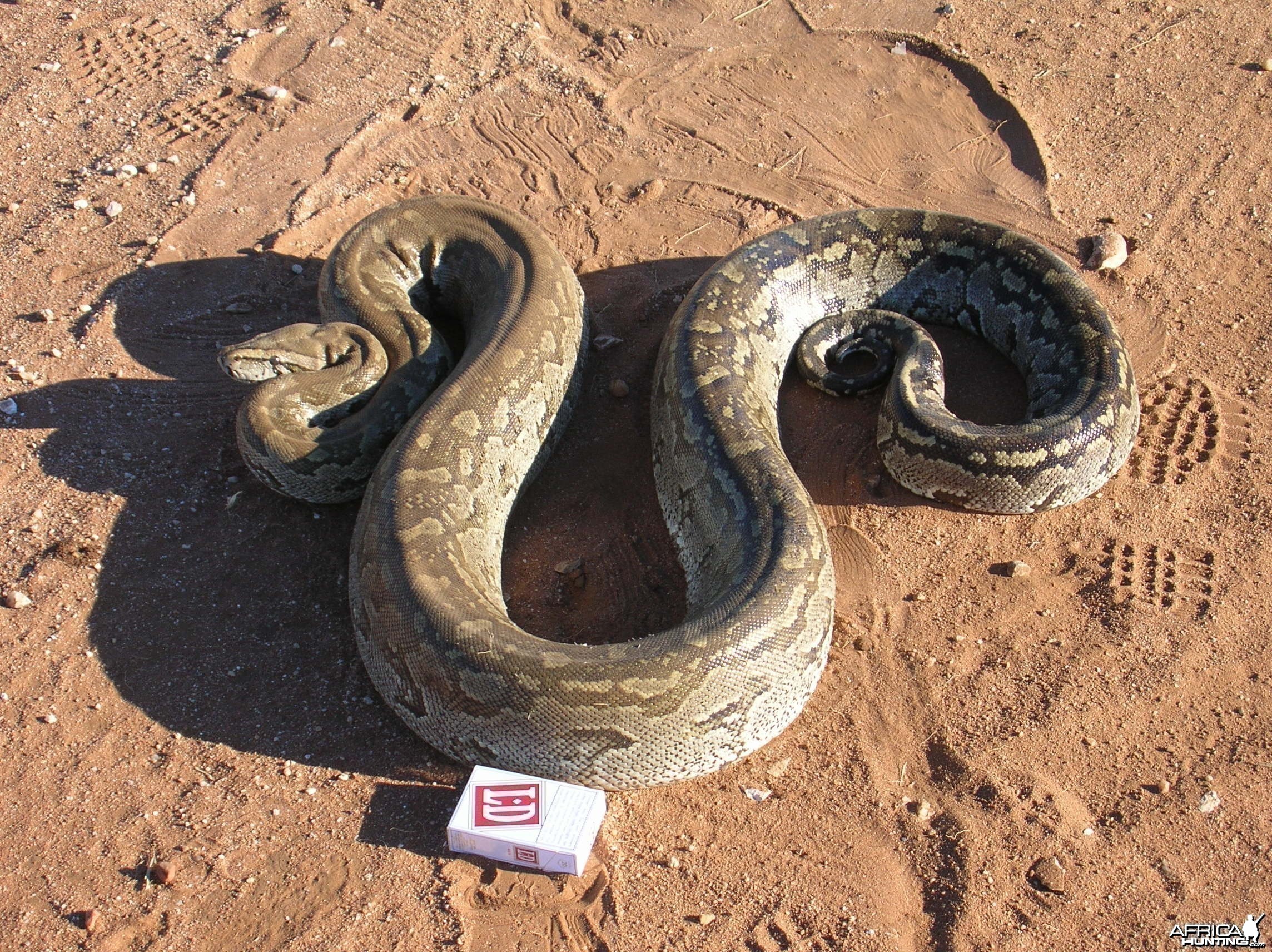 Python in Namibia