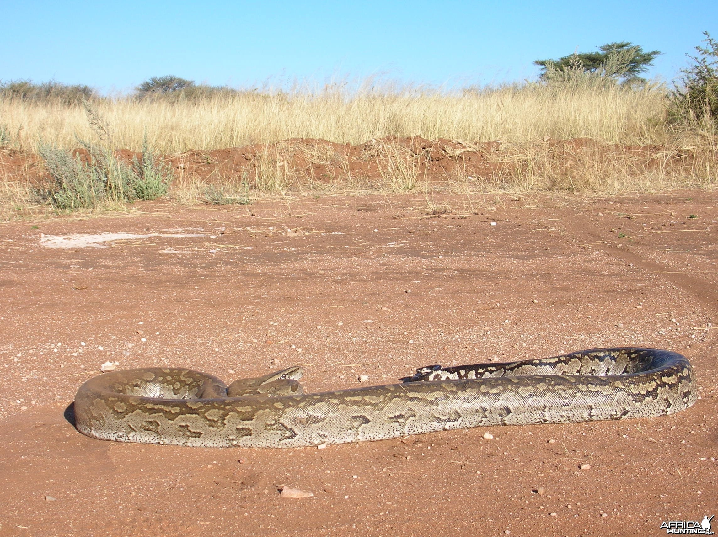 Python in Namibia