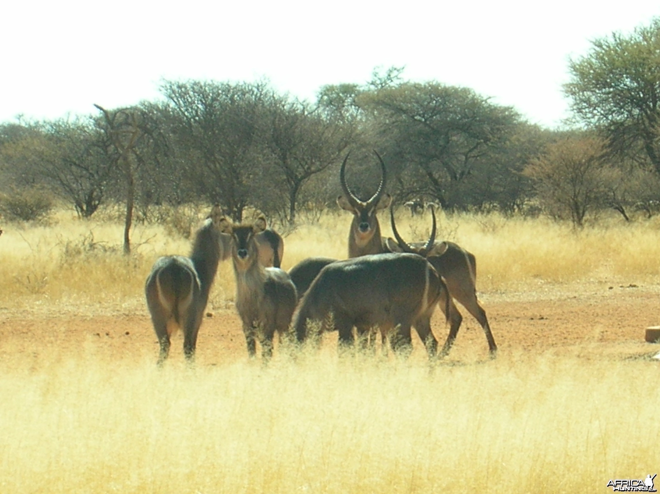 Waterbucks in Namibia