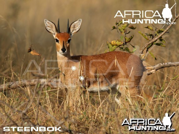 Hunting Steenbok Shot Placement