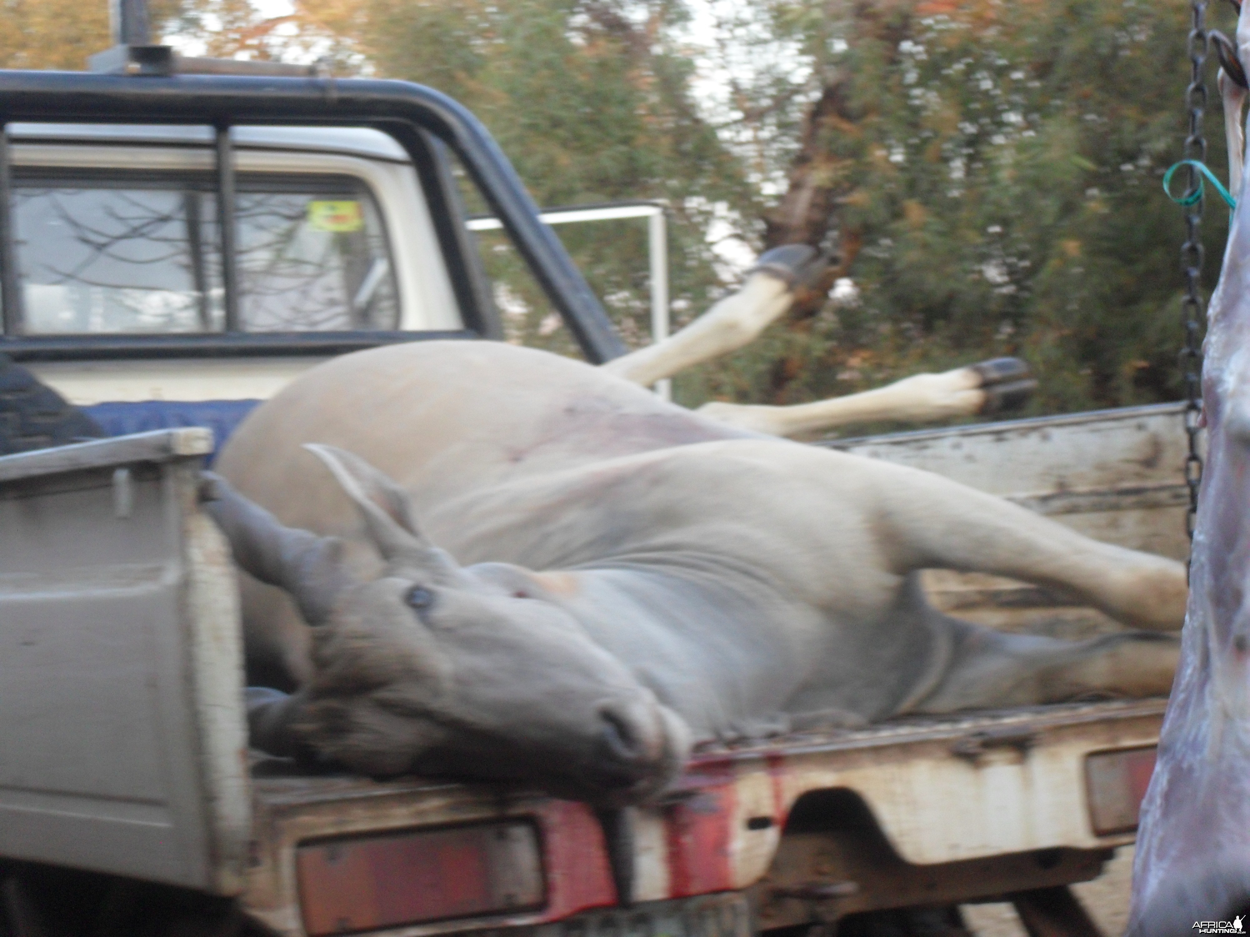 cape eland bull south africa