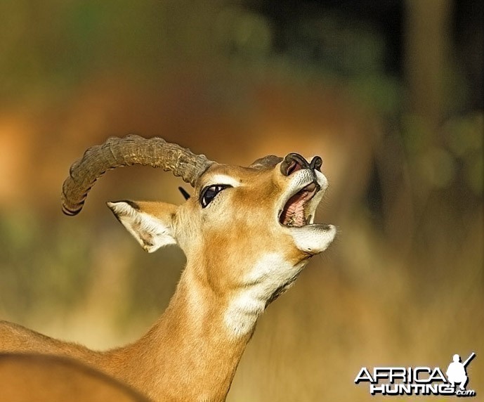 Impala ram at Kruger National Park