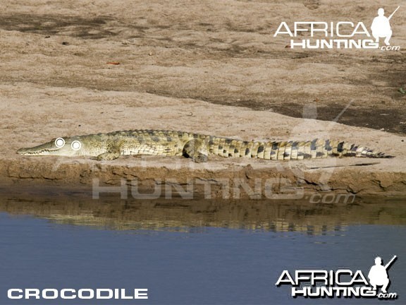 Hunting Crocodile Shot Placement