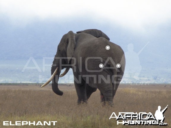 Hunting Elephant Shot Placement