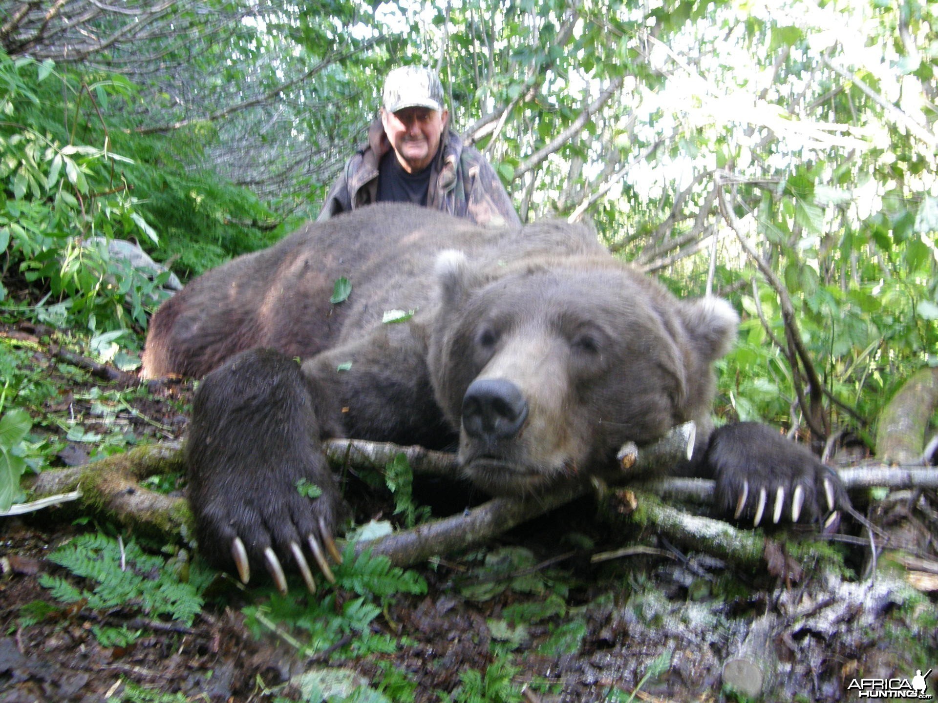 Hunting Brown Bear