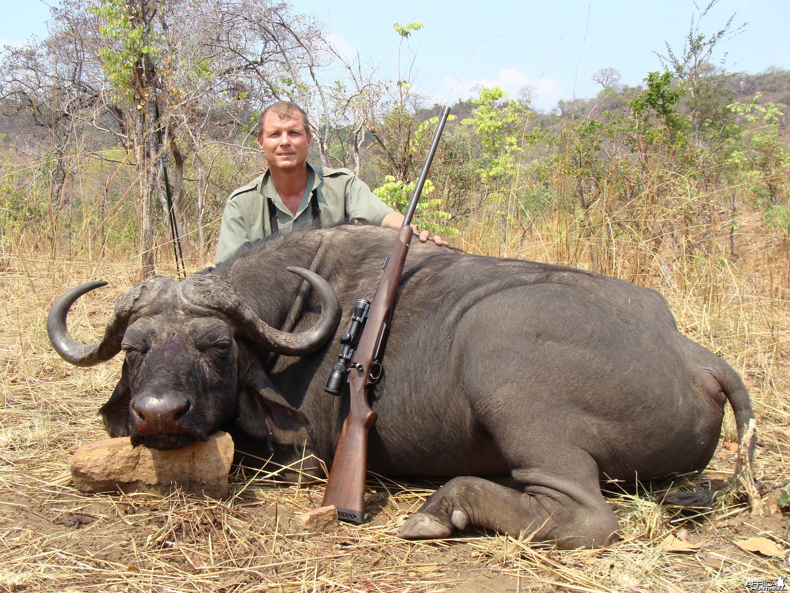 Cape Buffalo