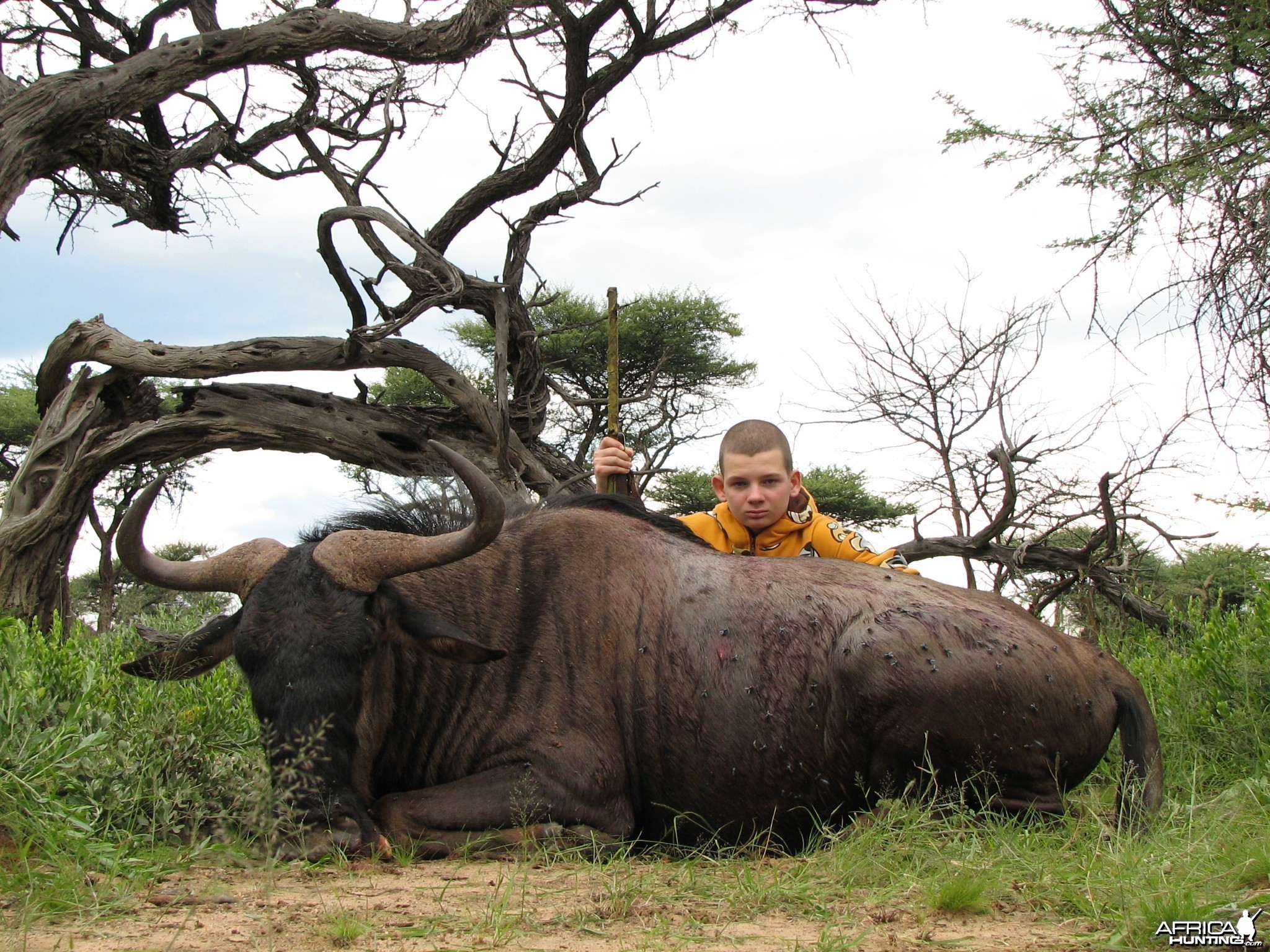 Hunting Wildebeest in Namibia