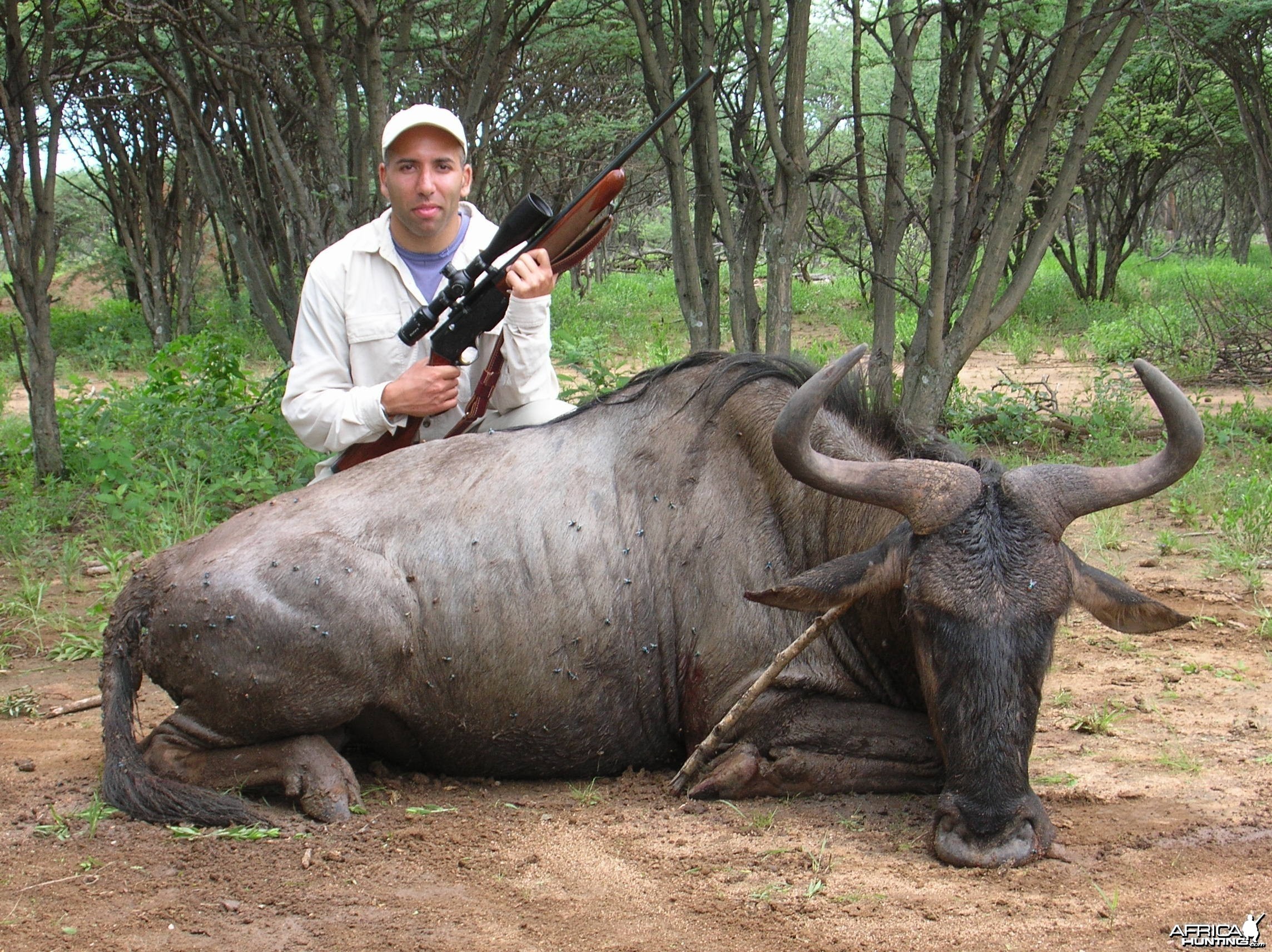 Hunting Wildebeest in Namibia