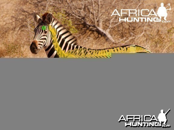 Bowhunting Zebra Shot Placement