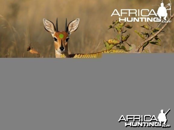 Bowhunting Steenbok Shot Placement