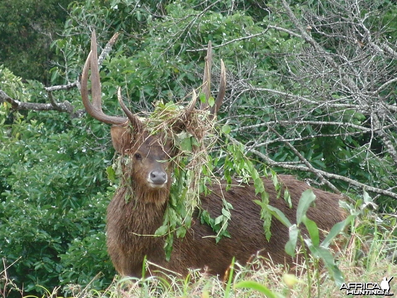 Bowhunting Rusa Deer in Mauritius