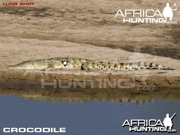Bowhunting Crocodile Shot Placement