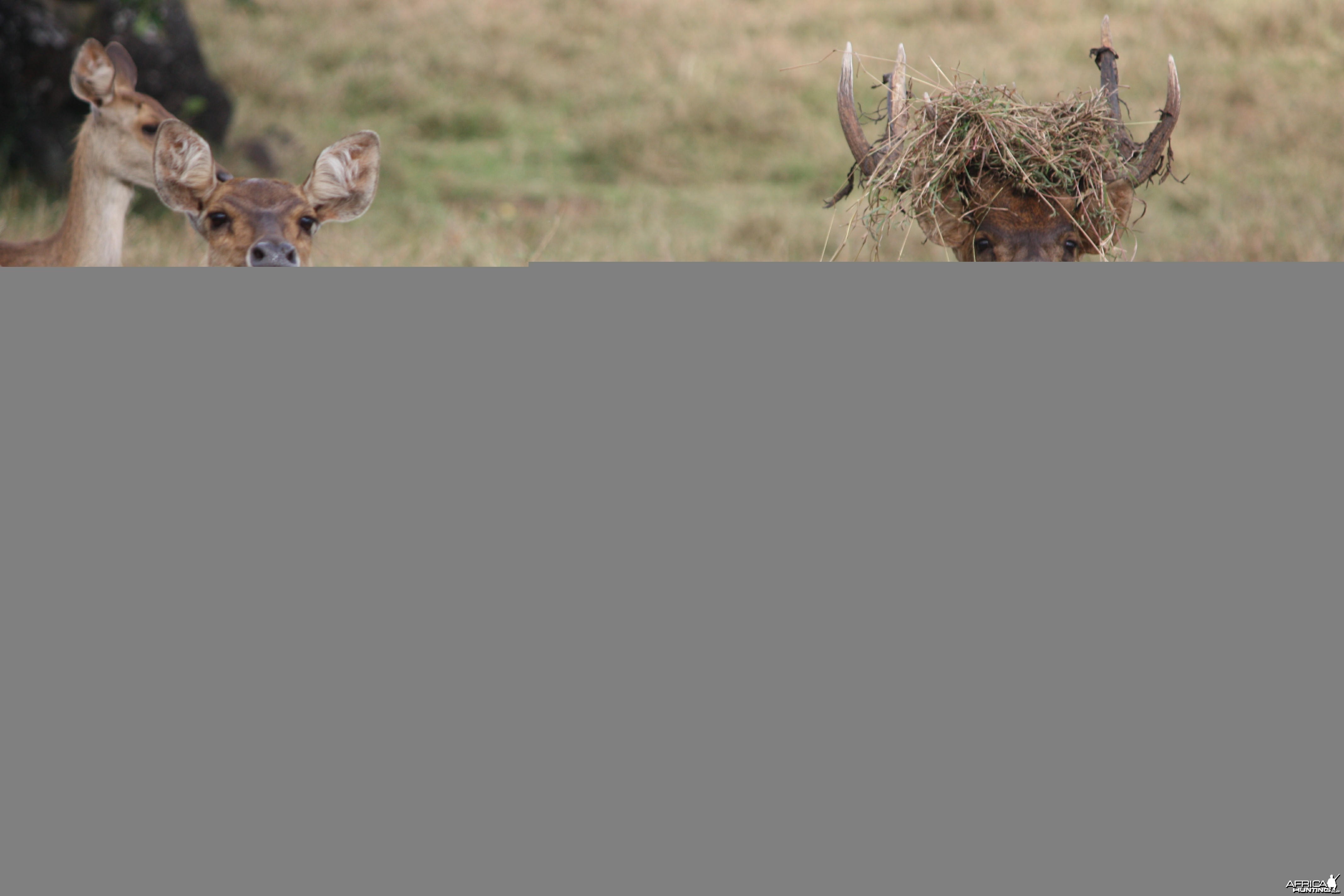 Bowhunting Rusa Deer in Mauritius