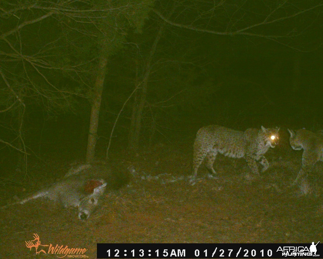 Trail Cam Pics